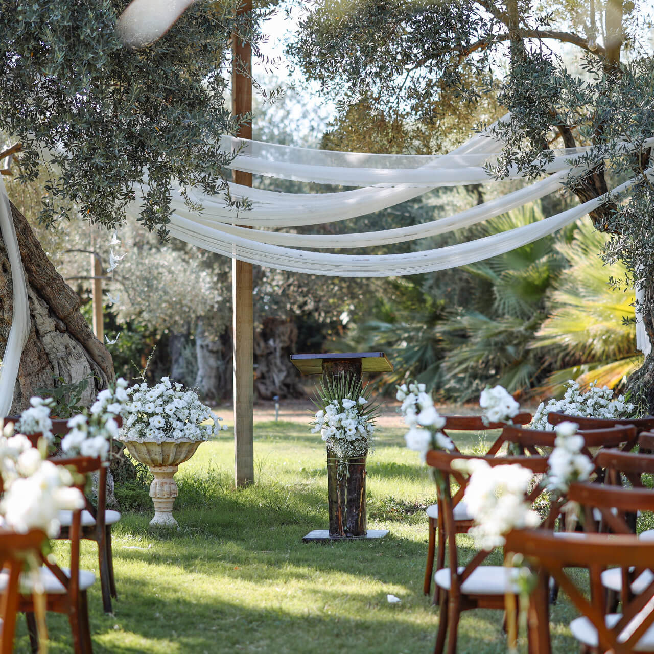 Olivetrees